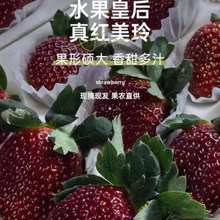 顺丰新鲜真红美玲黑草莓黑珍珠草莓礼盒装现摘现发大草莓节日送礼