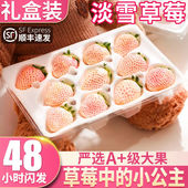 顺丰速发淡雪草莓白色天使淡雪三色草莓新鲜孕妇水果牛奶草莓礼盒