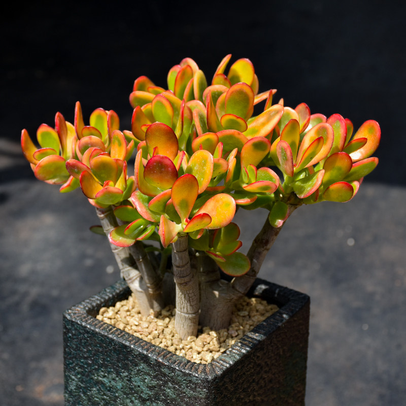 玉树老桩系列多肉植物大株好养姬红花月多肉植物室内盆栽稀有品种