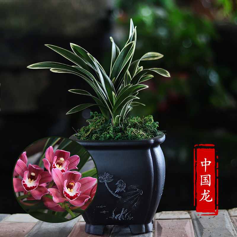 买一送一:【中国龙(过年开花)】送【醉美人(秋冬开花)兰花