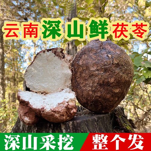 云南野生新鲜茯苓10斤整个中药材