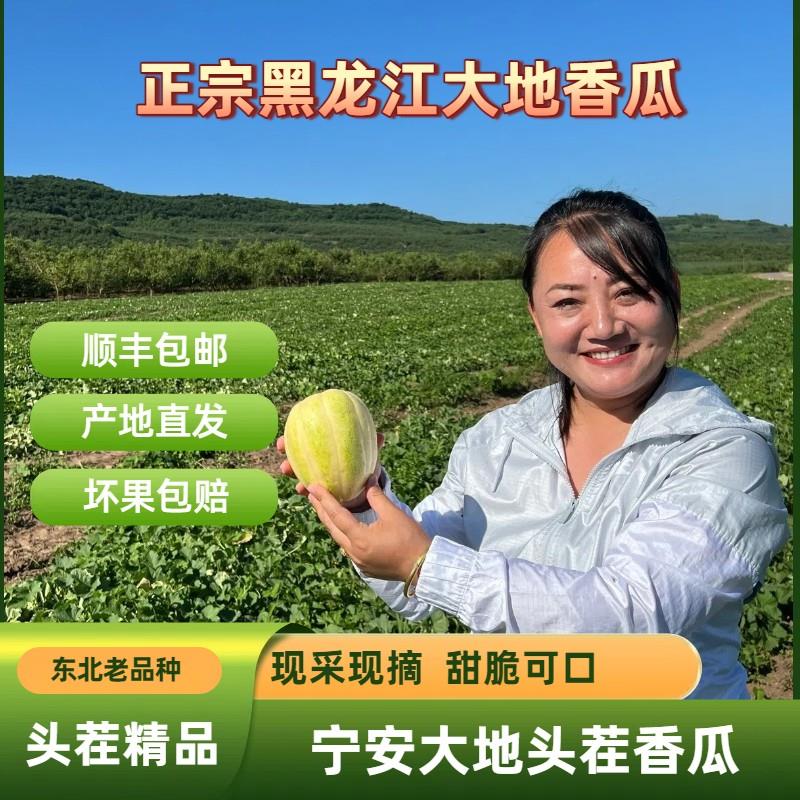 【顺丰包邮】东北大地香瓜头茬甜瓜脆甜可口黑龙江新鲜水果农家自