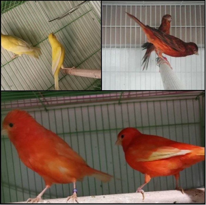 玉鸟活物体辣椒红玉扬州黄桂皮小格马赛克芙蓉鸟大红袍金丝雀小鸟