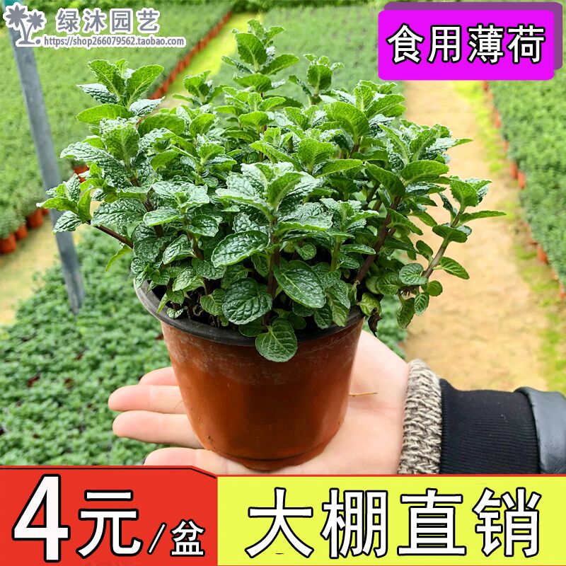 薄荷盆栽可食用新鲜水培苗办