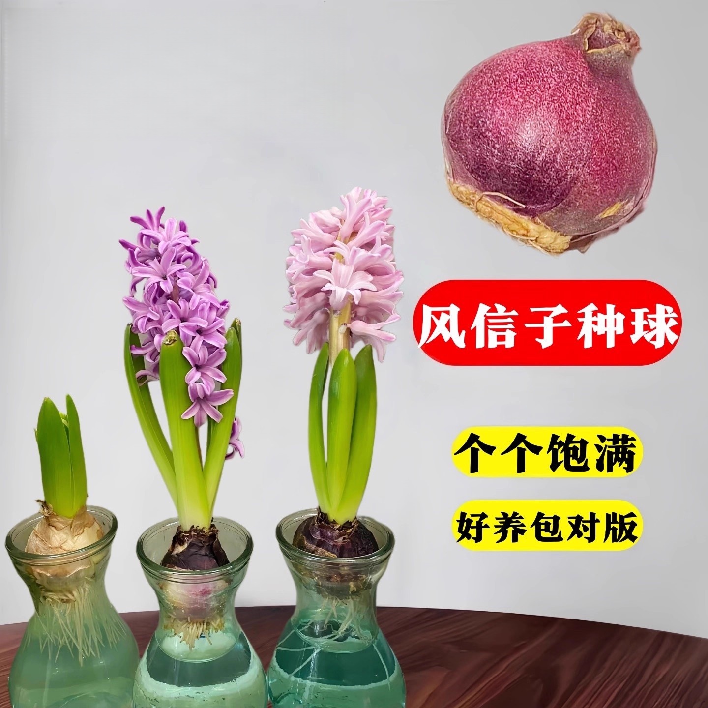 风信子种球水培盆栽绿植物室内重瓣花卉水养好养土培种植易活花球