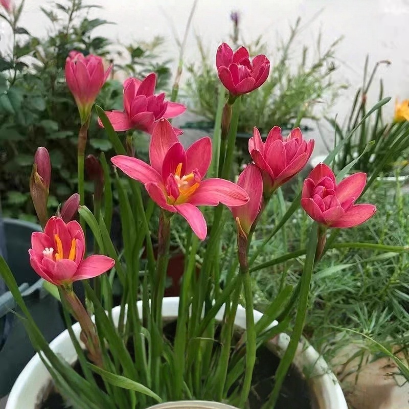 清香型四季种植重瓣风雨兰