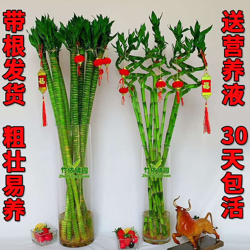 转运竹文昌多头龙富贵子水养