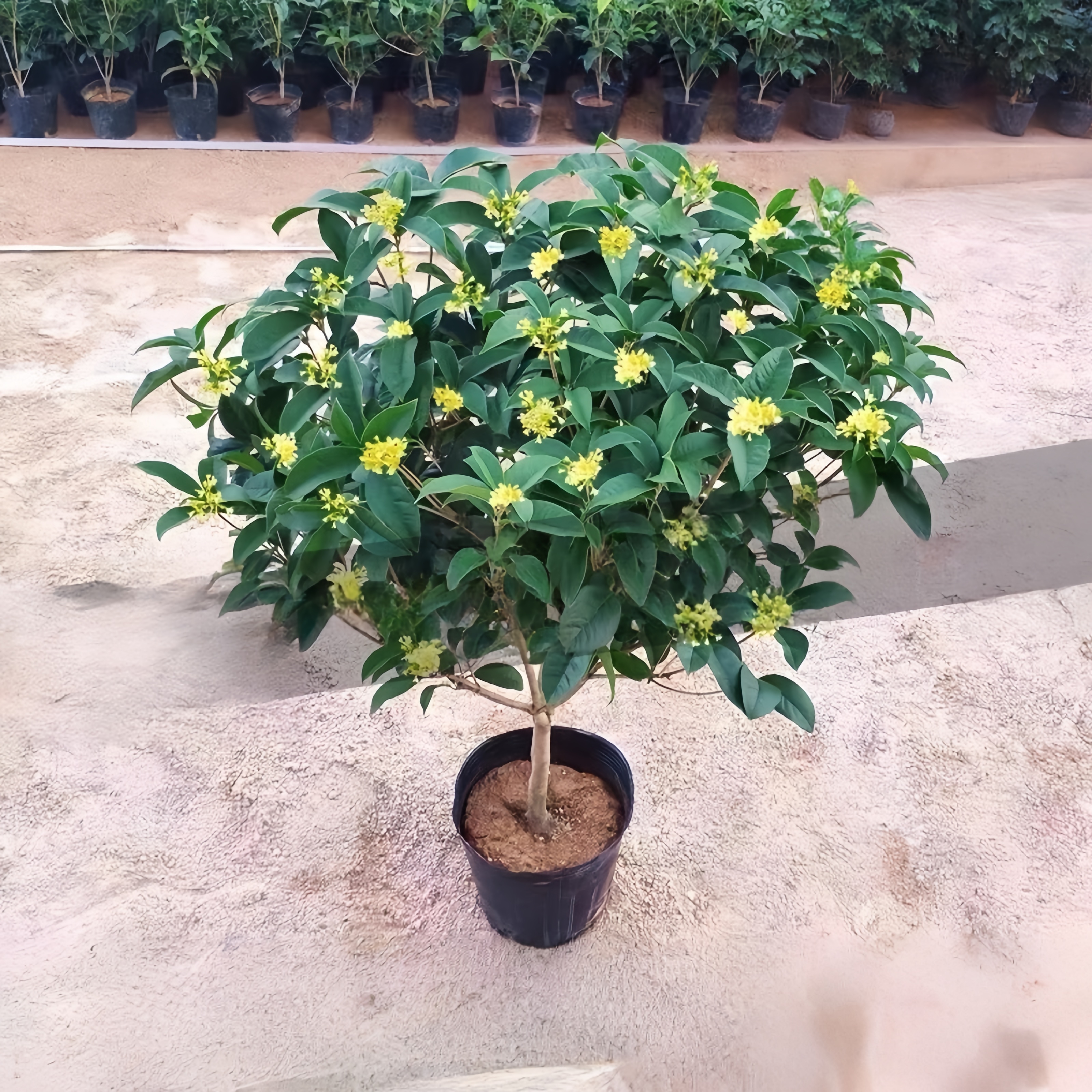 桂花盆栽室内客厅四季绿植