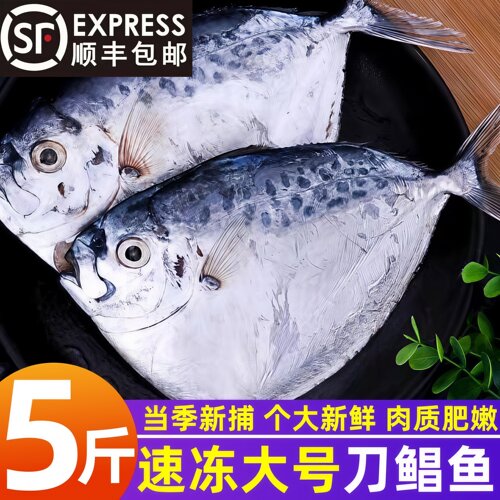 野生刀鲳鱼新鲜冷冻海捕鲳鱼鲜活