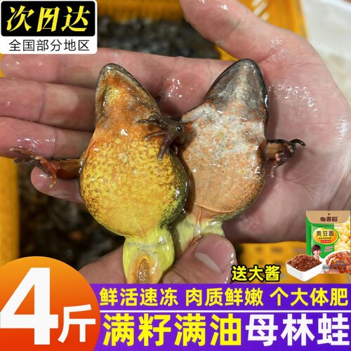 长白山鲜活带籽林蛙顺丰包邮
