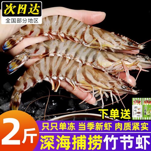 特大竹节虾鲜活九节虾超大斑节虾