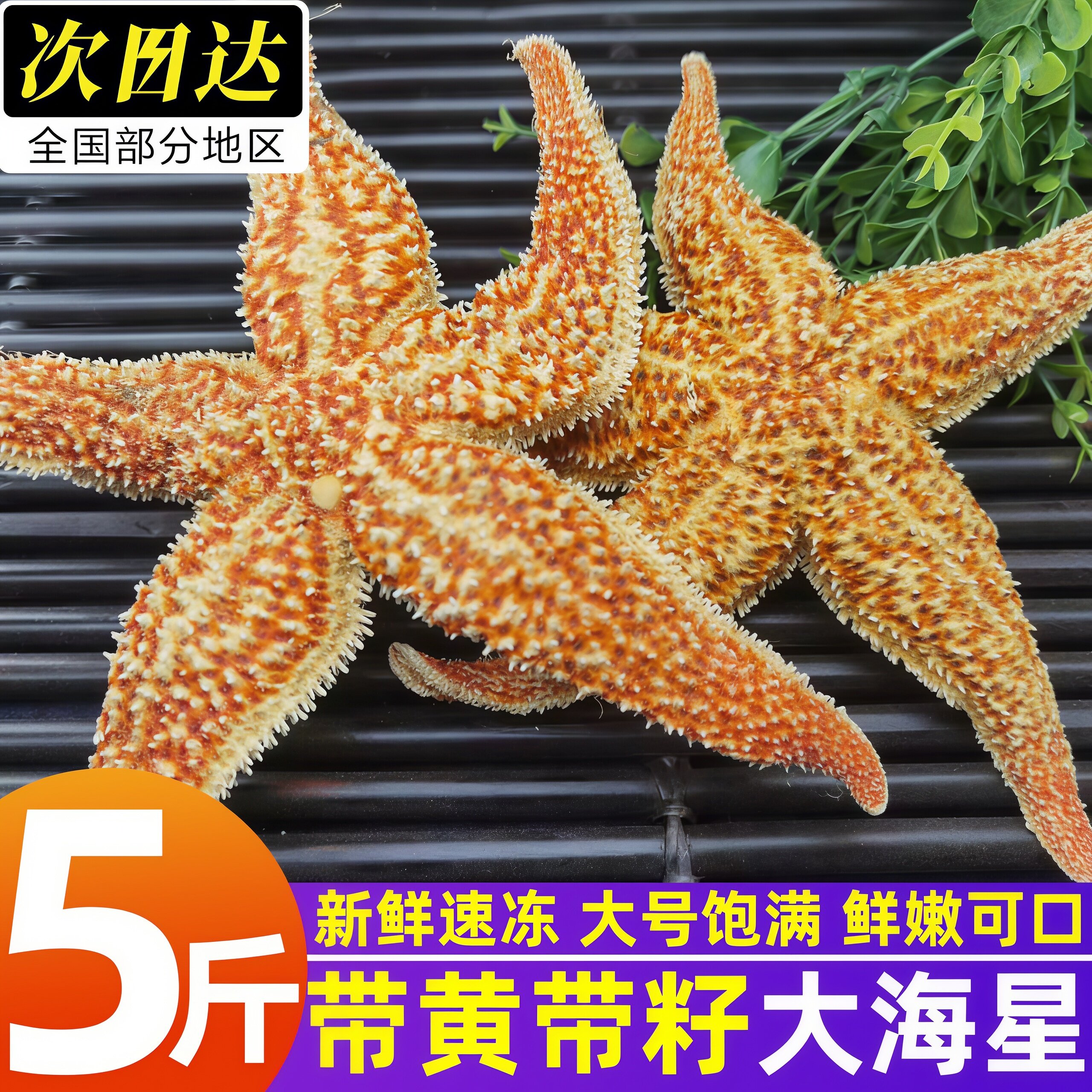 野生特大熟冻满籽海星