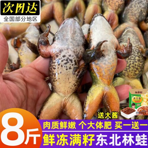 东北林蛙新鲜冷冻满籽满油商用