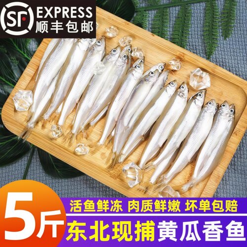 黄瓜香小鱼新鲜现捕活鱼速冻商用