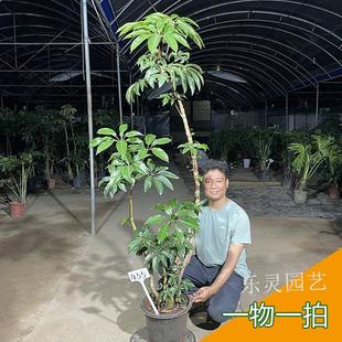 保罗大叶伞澳洲阿尔卑斯造型老桩飘枝盆栽室内绿植客厅一物一拍