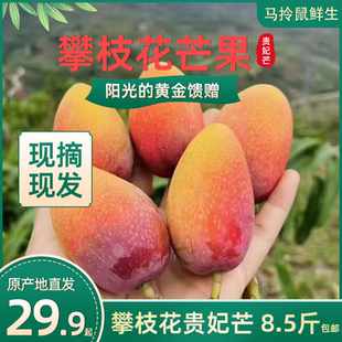 四川攀枝花純甜貴妃芒果現(xiàn)摘鮮果8.5斤產(chǎn)地直發(fā)一件 時令水果 包郵
