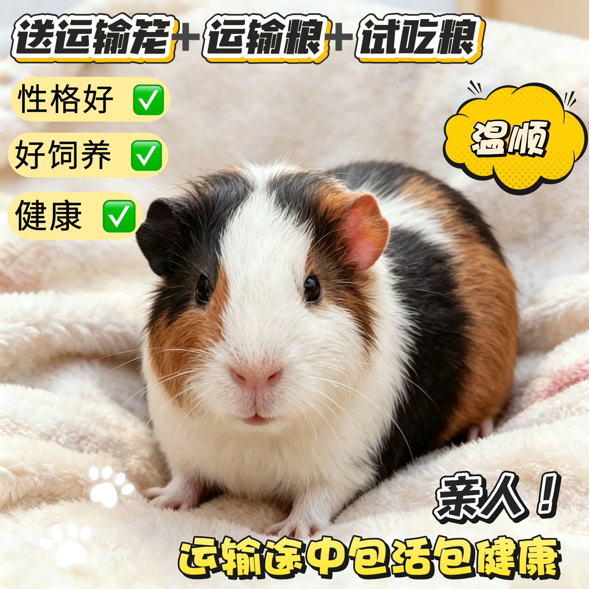 荷兰猪幼崽活体可繁殖小豚鼠饲养简单温顺亲人包邮活物运输包活