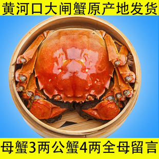 大闸蟹黄河口特大4两公蟹3两母蟹东营闸蟹礼盒装可全母备注10只装