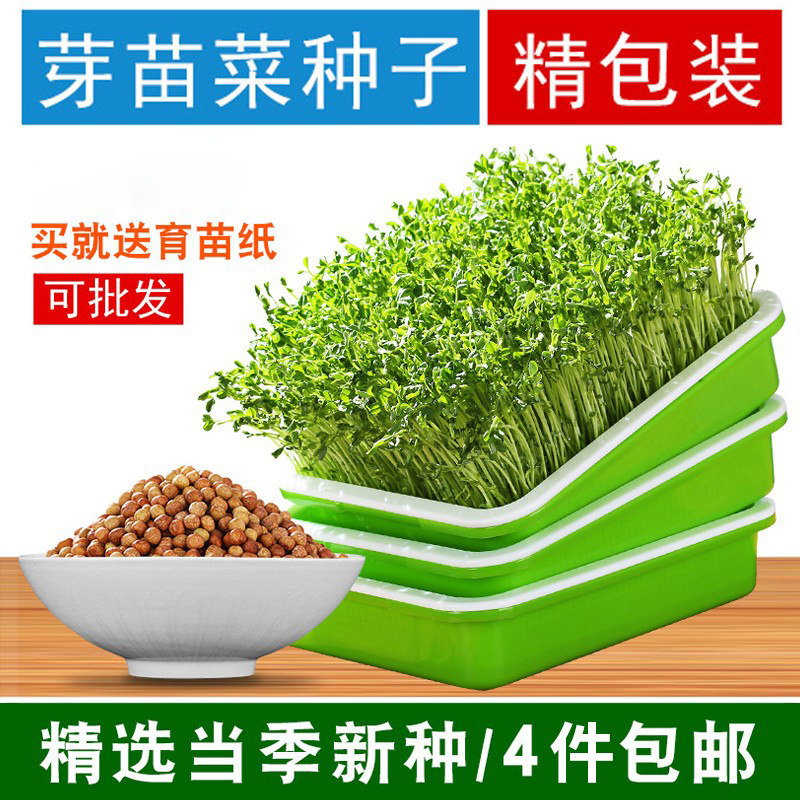豆芽菜种子苗籽小麦草绿黄