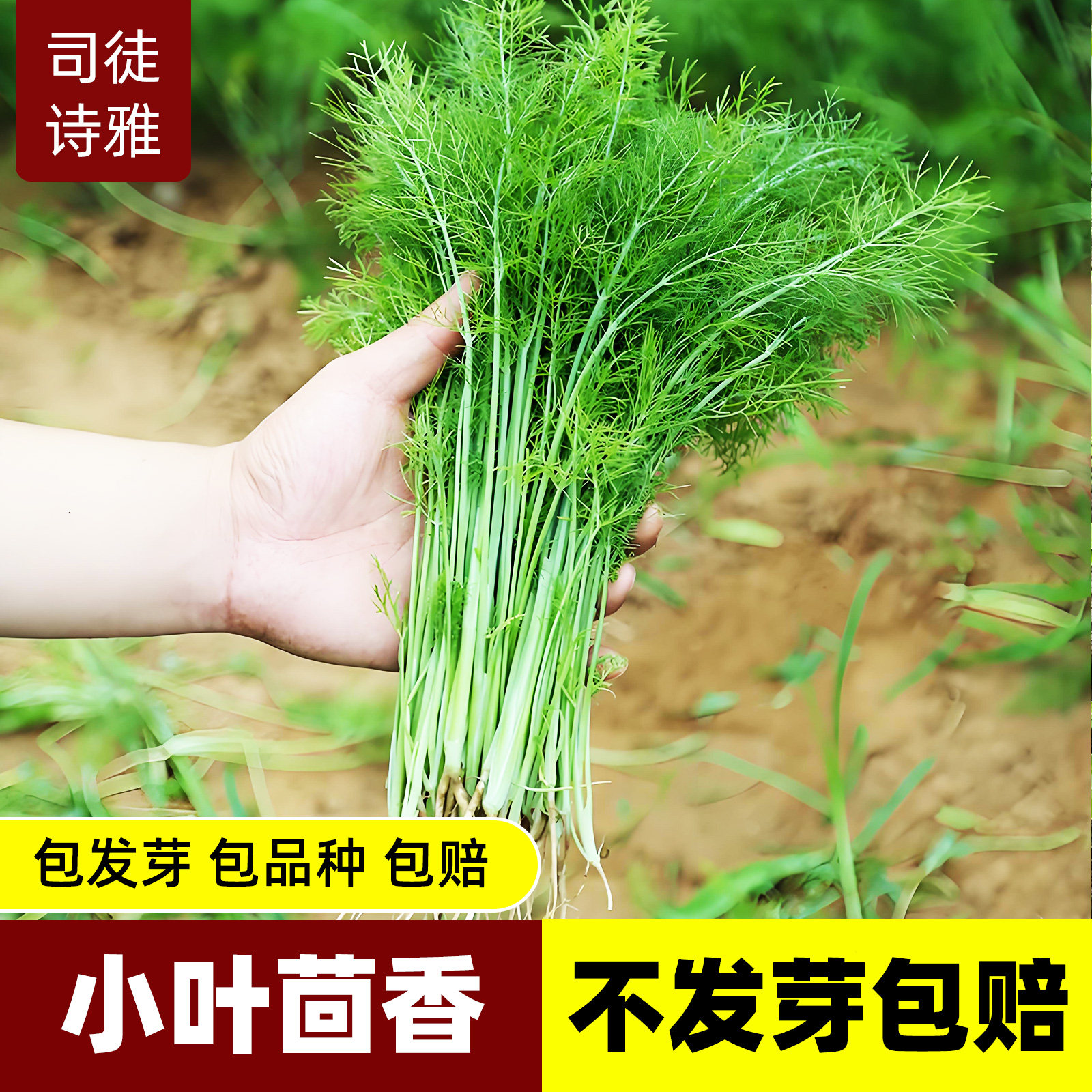 小茴香种子籽苗孑菜阳台庭