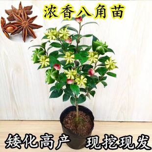 优质南北方庭院四季大红茴香嫁接八角树苗高栽食用优选