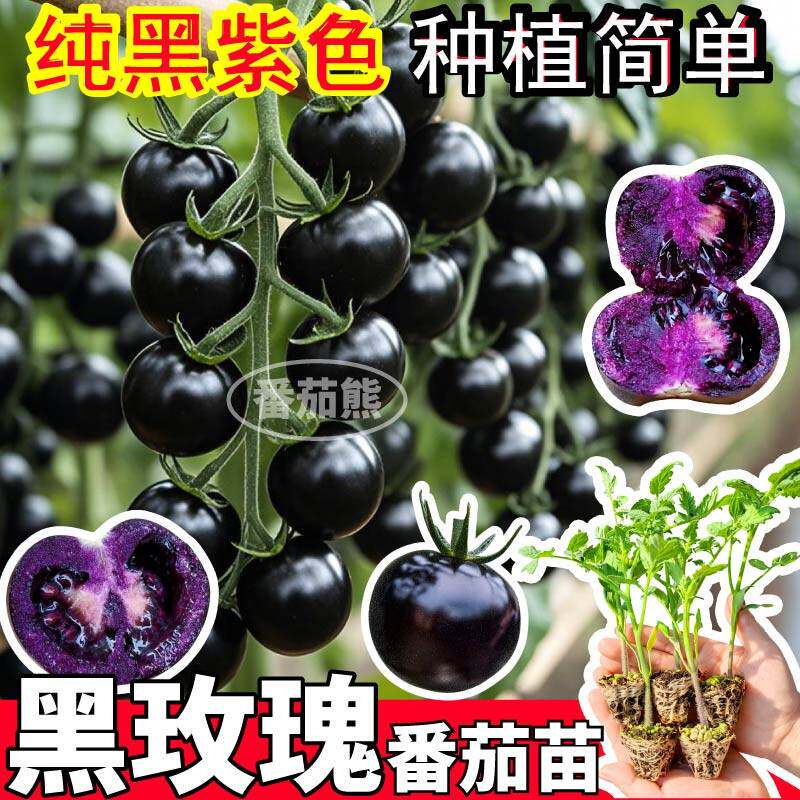 山东寿光纯黑紫色玫瑰番茄