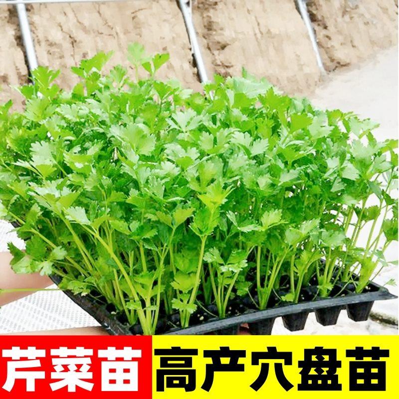 秋冬耐寒四季芹菜小香苗皇