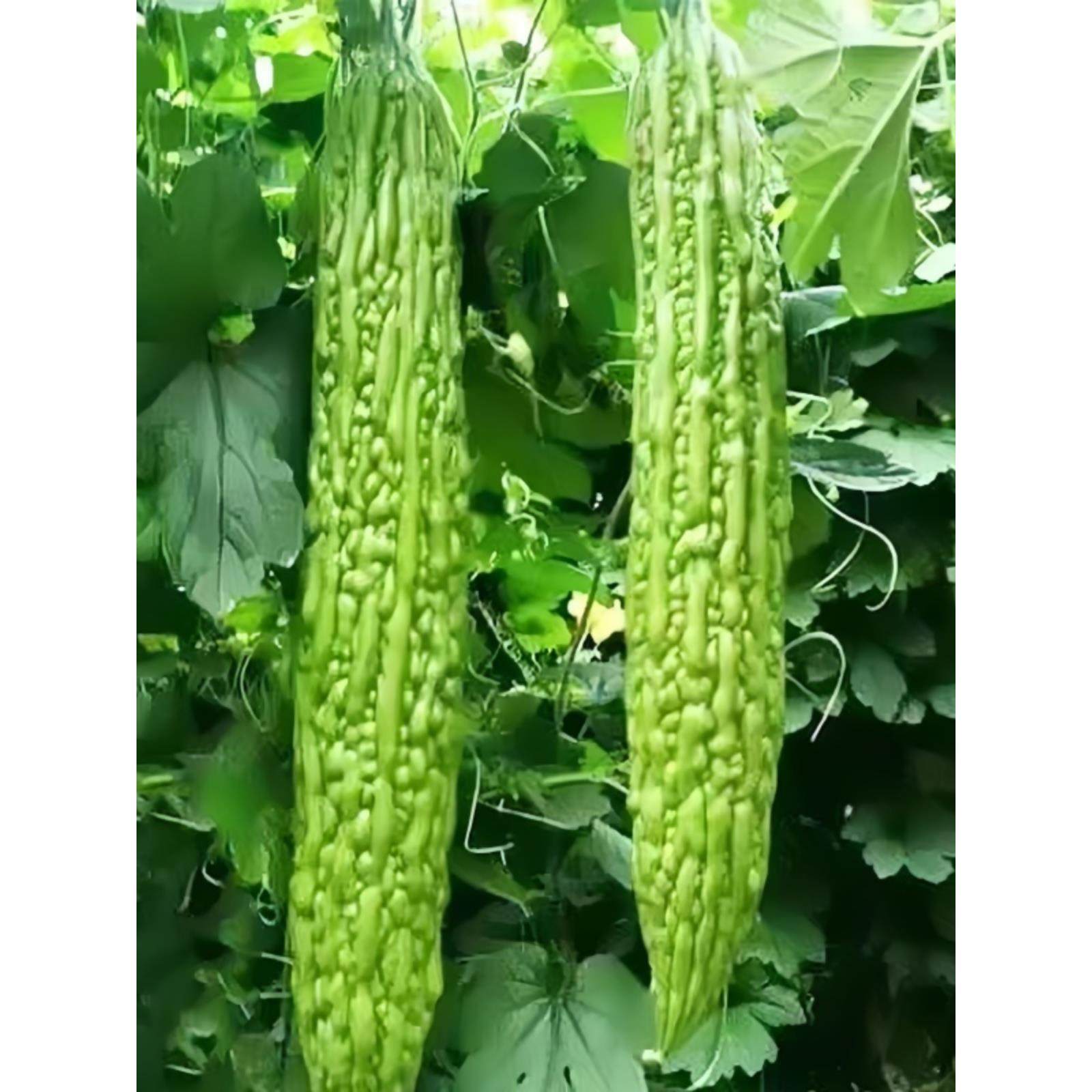 苦瓜苗秧种籽迷你小冬早熟