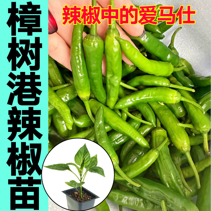正宗樟树港辣椒苗秧对版小