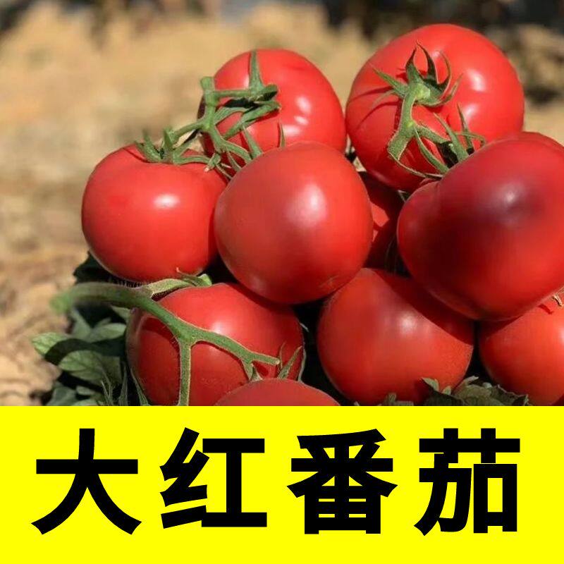 大红番茄秧苗普罗旺斯苗四季秧苗