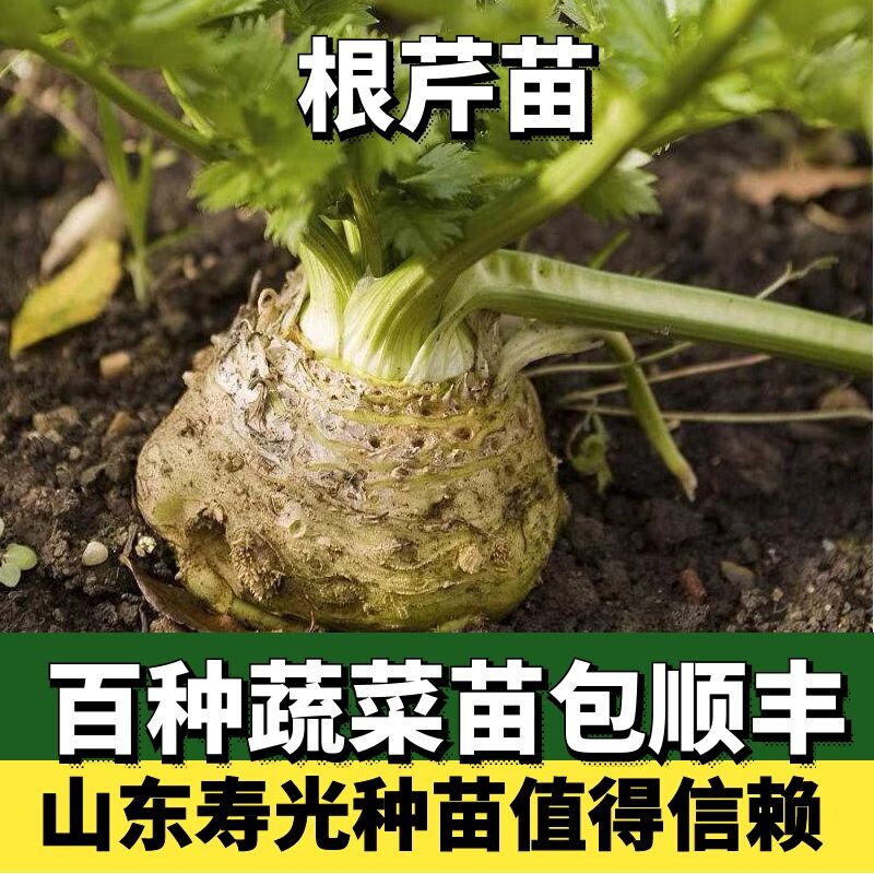 根芹苗菜四季小香水西盆栽
