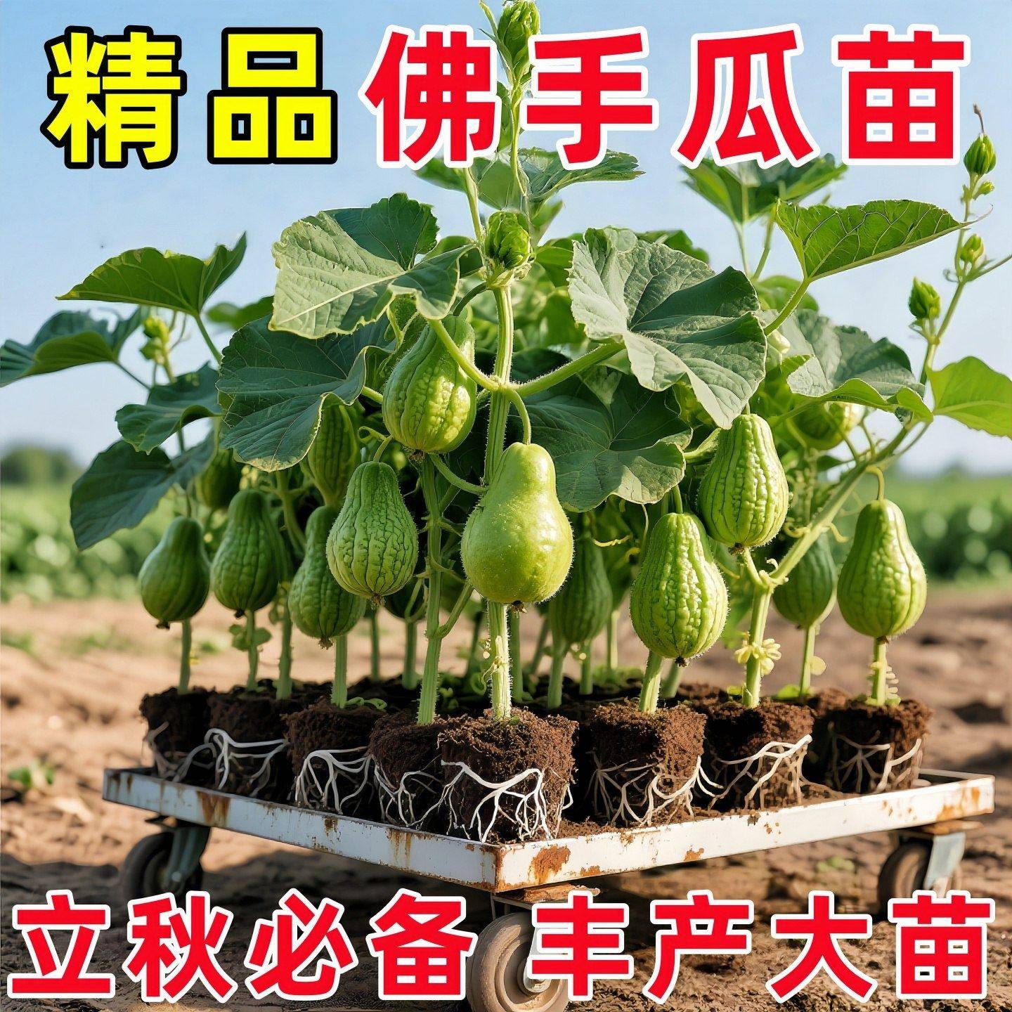 当季新种佛手瓜苗秧带芽子