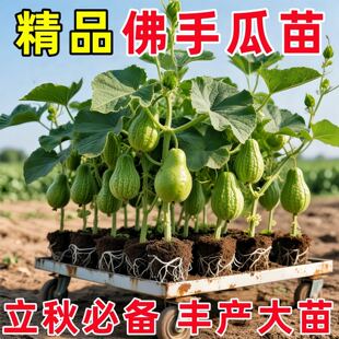 当季新种佛手瓜苗秧瓜种带芽种子种籽子孑白种苗瓜苗发芽扶手瓜种