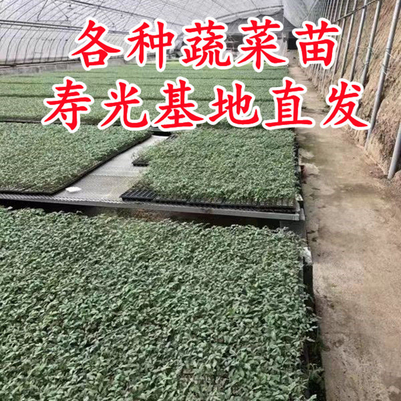 西红柿苗樱桃番茄辣椒种嫁