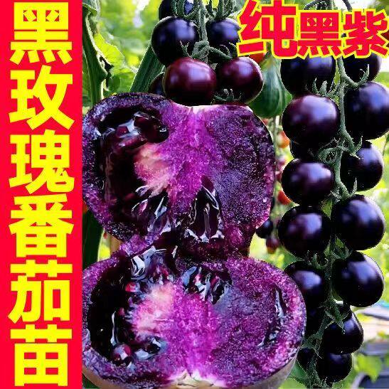 爆甜纯黑紫色玫瑰番茄秧苗