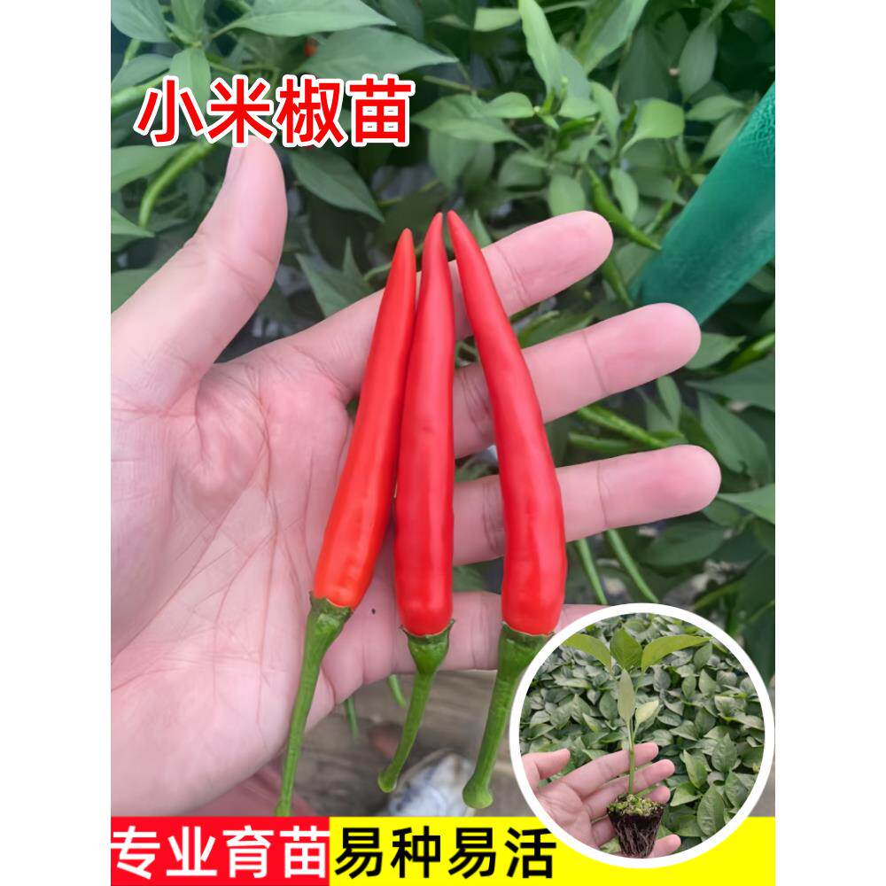 超辣小米椒苗秧朝天种籽子