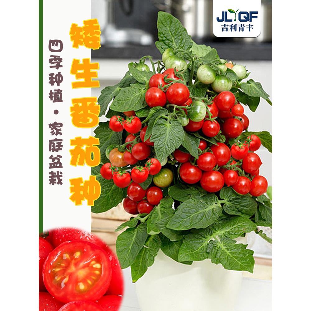 矮生番茄种子阳台盆栽苗四