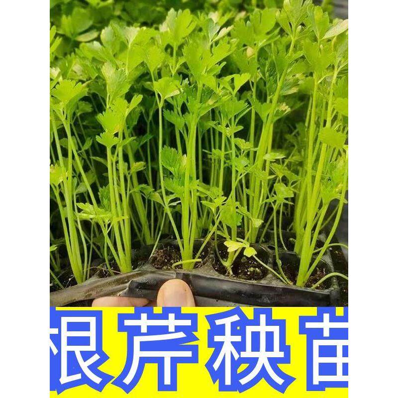 根芹菜苗秧带土洋皇后西四