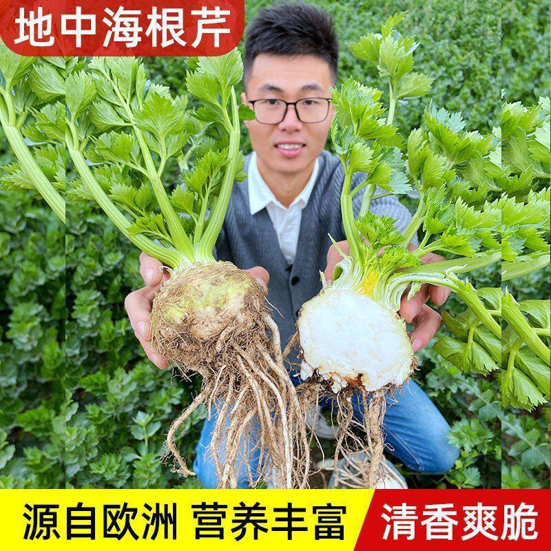 根芹一号苗秧皇后西菜种子