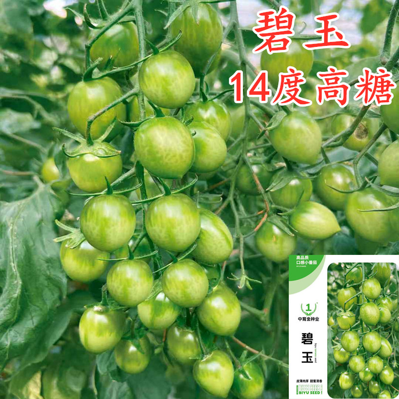 高糖碧玉绿色小番茄种子青
