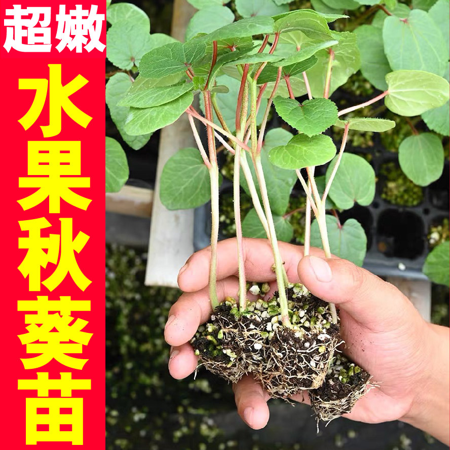 耐老超嫩水果秋葵苗秧四季