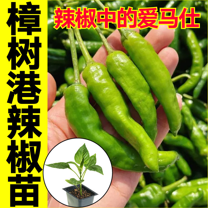 正宗湖南樟树港辣椒苗秧带