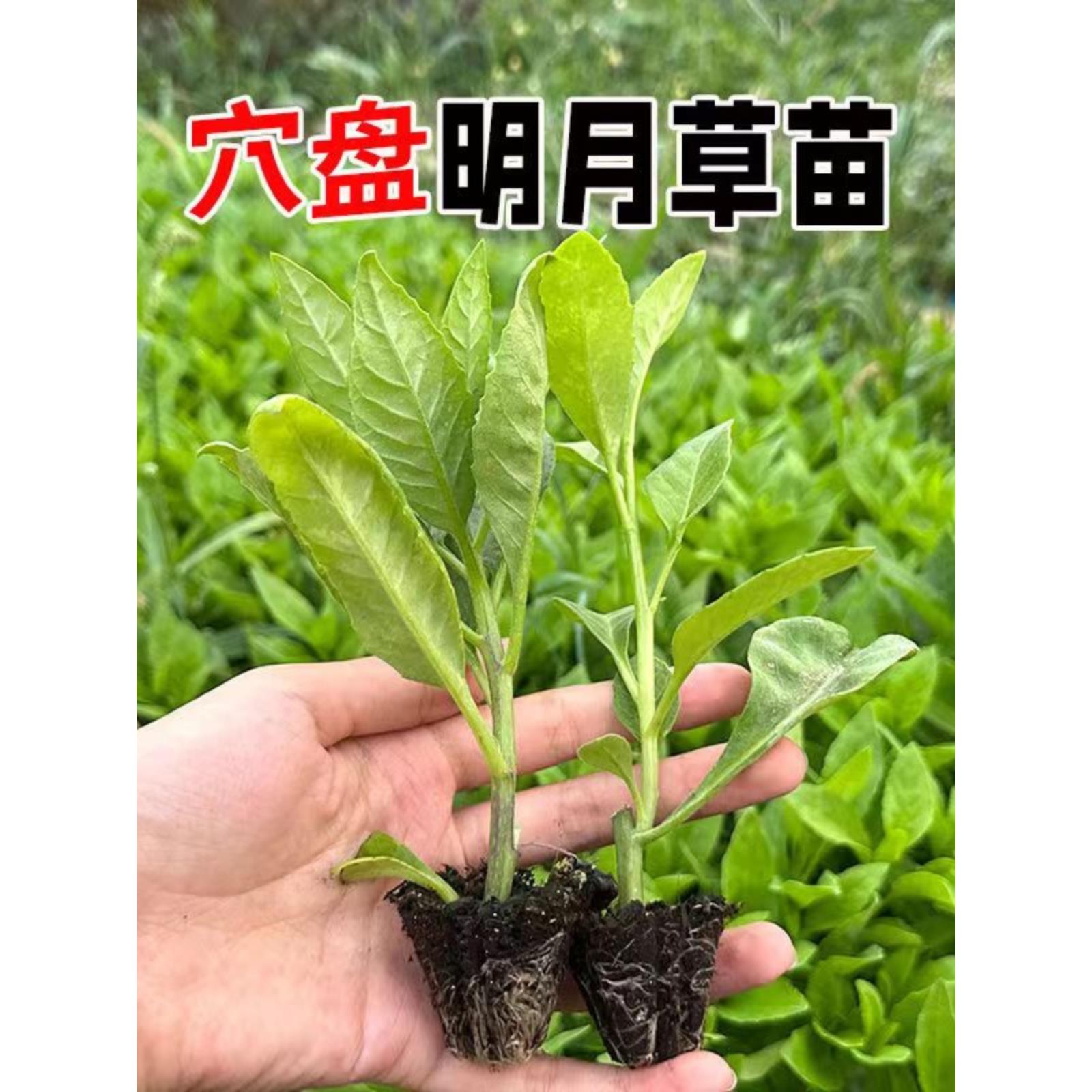 明月草秧苗长寿菜富贵盆栽