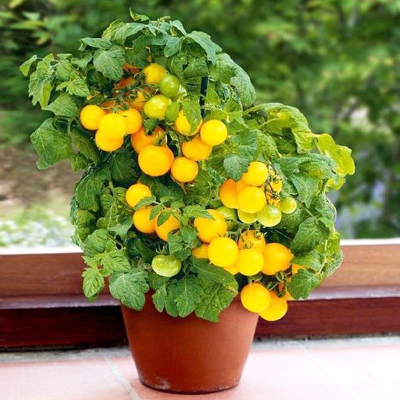 寿光红黄矮生樱桃小番茄苗