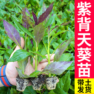 紫背天葵苗血皮菜观音菜苗四季盆栽蔬菜苗明月草金鸡毛草南方秧苗