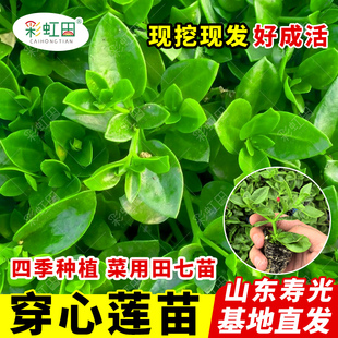 田七苗秧春夏四季穿心莲苗子阳台盆栽可食用三七种籽苗蔬菜苗大全