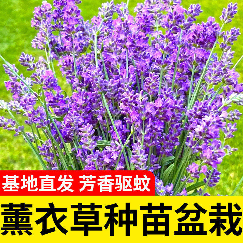 普罗旺斯薰衣草苗种子花籽秋冬庭院盆栽艾草薄荷种籽香包阳台种子