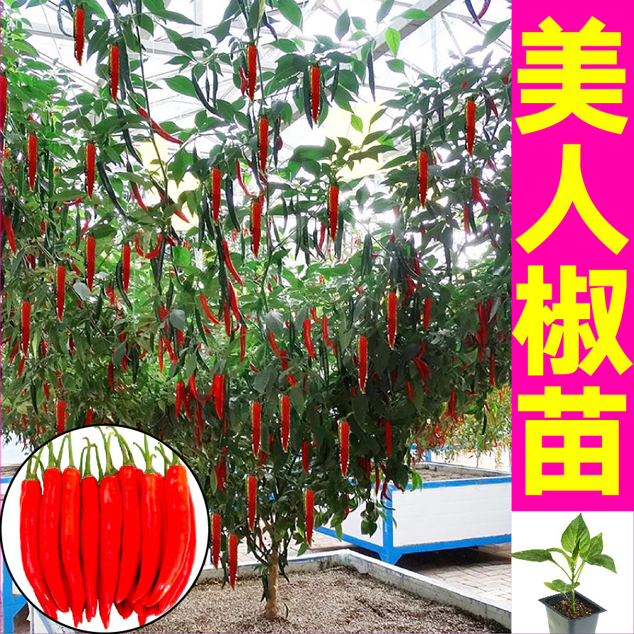 摘不败美人椒秧苗辣树红线