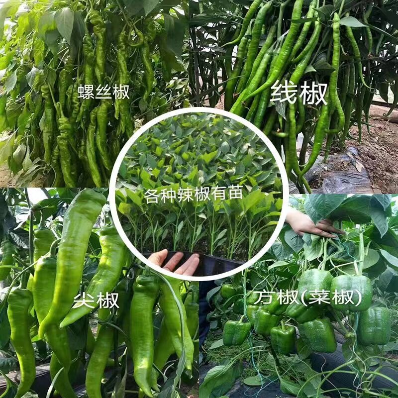 家庭园艺蔬菜辣椒苗子螺丝