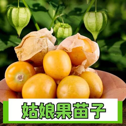 正宗黄姑娘苗子种子四季盆栽阳台